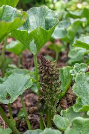 Image result for Gunnera perpensa