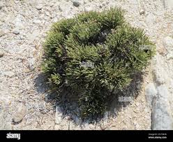 Image result for Arthraerua leubnitziae