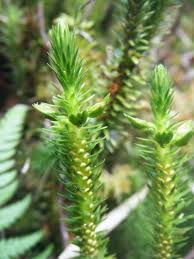 Image result for Huperzia gnidioides