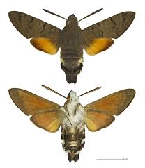 Cette nouvelle suggère que la stratégie de busseola fusca est un papillon de nuit vivant en afrique. Moro Sphinx Wikipedia