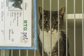 Wfts published january 23, 2020 9 views. Crowded With Dogs And Cats Hillsborough S Pet Center Offers A Week Of Free Adoptions