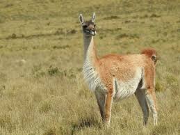 "Guanaco