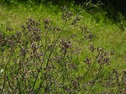 Image result for Verbena litoralis