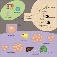 Maybe you would like to learn more about one of these? The Role Of M6a Modification In The Regulation Of Tumor Related Lncrnas Sciencedirect