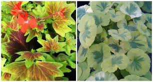 Pelargonium x crystal palace gem quantity. Rethinking The Plain Old Geranium With Shady Hill A Way To Garden