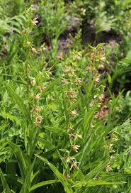 This wildflower is native to western north america from british columbia to central mexico. Epipactis Gigantea Wikiwand
