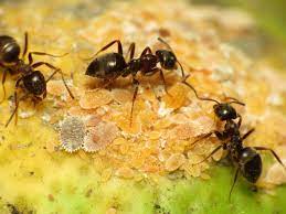 Maybe you would like to learn more about one of these? Black Garden Ant Wikipedia