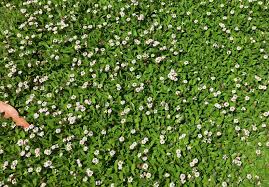 Image result for Lippia