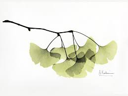 Autodesk 3ds max 2014 (.max) 1.17 mb version: Ginkgo By Albert Koetsier Susan Spiritus Gallery