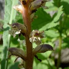 Image result for Orobanche minor