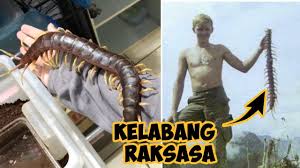 Gratis untuk komersial tidak perlu kredit bebas hak cipta. 5 Kelabang Raksasa Hewan Beracun Berkaki Banyak Youtube