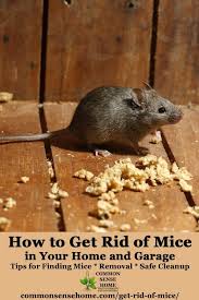 And unsurprisingly, i'd throw them away once i was done. The Best Ways Get Rid Of Mice In Your House And Garage