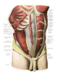 Maybe you would like to learn more about one of these? Abdominal Muscles Photograph By Microscape Science Photo Library