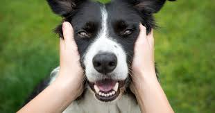 Some of the most popular names right now include emma, lucy, sadie, coco, bailey, champ you could go with those popular picks, or you can sample a slew of other names for your new pup below. Top Female Dog Names Of 2020 The Most Popular Names For Girl Dogs In The Uk And Usa Mirror Online