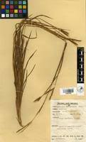 Image result for Andropogon perligulatus