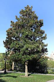 Magnolia acuminata (cucumber tree) hybrid varieties. Enh 530 St371 Magnolia Grandiflora Southern Magnolia