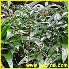 Image result for Tricalysia niamniamensis