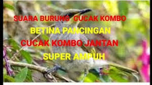 Pejantan dan betina trucukan memiliki bulu disekitar telinganya, dan bulu sekitar telinga pada pejantan akan terlihat panjang dan keluar, sedangkan untuk betinanya tidak terlalu nah, berikut adalah cara membedakan burung trucukan pejantan dan betina yang bisa kalian coba lakukan di rumah. Suara Burung Cucak Kombo Betina