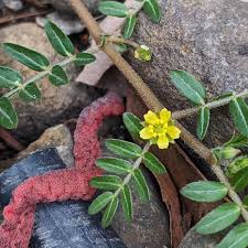 Image result for Zygophyllaceae