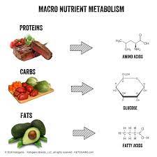 Energy Value Of Food The Food That We Eat Contains What S Known As Potential Energy Potential Energy By Definition Is Energy That Nutrient Keto Recipes Food