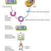 It allows many copies of the transgenic organism to be produced. 1