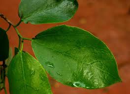 Image result for Ficus exasperata