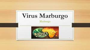 Marburg virus has been found in monkeys, chimps and fruit bats in africa. Virus Marburgo Marburgo Marburgo 1 Indice Que Es Pag 3 La Epidemio En Angola Pag 4 Repilacion Viral Pag 6 Diagnostico Pag 7 Terapia Ppt Descargar