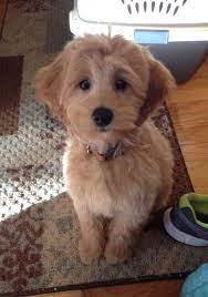 Petite Golden Doodle Cutest Puppy Ever Goldendoodle Cute Animals