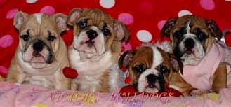 Puppies keep the shorthair, short leg, wrinkled nose, bulldog appearance with bernese tri coloring. Victory Home Champion English And French Bulldogs