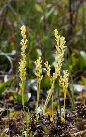 It was originally named ophrys paludosa by carl linnaeus. Orchids Top Level Hammarbya Paludosa Bog Orchid Orchids Orchid Top Native Plants