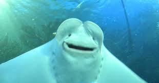 Smiling Manta Ray By Strangelittleimp On Deviantart Manta Ray Cuddly Animals Manta