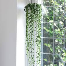 The succulents will ship directly from our greenhouse to your door. String Of Pearls Indoor House Plants Hanging Basket Senecio With Trailing Foliage Perfect For Windowsill Or Conservatory 1 X Senecio Plant In A 14cm Hanging Basket By Thompson And Morgan Buy Online