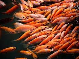 Cara Ternak Ikan Nila Yang Benar Ikuti 7 Langkah Berikut Ini