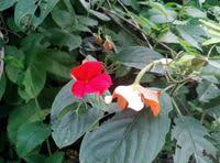 Image result for Mussaenda elegans