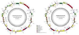 Image result for Aristida stipitata