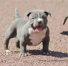 Atlas Chiot Puppy Puppies American Bully Giant Xl Xxl Bully Pitbull A Vendre For Sale France Belgique Kennel Black Pitbull Puppies Blue Pitbull Pitbull Puppies