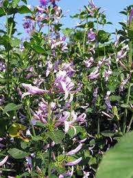Image result for Hypoestes triflora