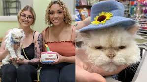 3949 colerain avenue in northside. 19 Year Old Senior Cat At Cincinnati Shelter That Became Internet Famous Gets Adopted