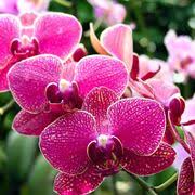 Maybe you would like to learn more about one of these? Orchidee Piante Da Interno Cura Orchidee Come Curare Le Orchidee