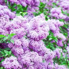 How To Grow Lilacs Spring S Most Fragrant Flower