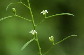 Image result for Thesium chimanimaniense