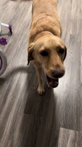 짓는강아지 레몬