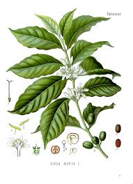 Image result for Coffea schliebenii