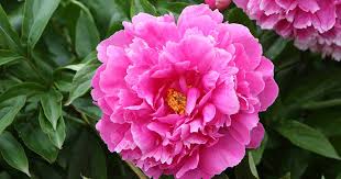 Cucurbit crops (cucumbers, melons, pumpkins, and. Peonies How To Grow Care For This Classic Perennial Gardener S Path