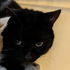 ‪Adoptable Cats Archives - The Humane Society for Tacoma & Pierce County‬‏