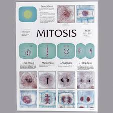 Which is only one part of the cell cycle? Mitosis Cell Division Chart Carolina Com