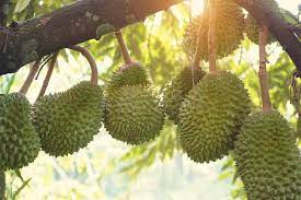 We did not find results for: 2 243 Durian Farm Photos Free Royalty Free Stock Photos From Dreamstime