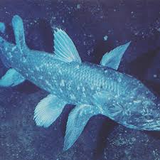 The first specimen was discovered and described from a fossilised tail in 1839 by biologist and geologist, louis. Coelacanth Eyes No Eyes