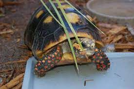 Red Footed Tortoise Care Sheet Reptiles Magazine
