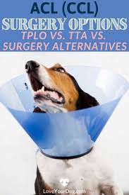 My Dog Tore Her Acl Ccl Tplo Vs Tta Vs Conservative Management Acl Surgery Dog Care Acl